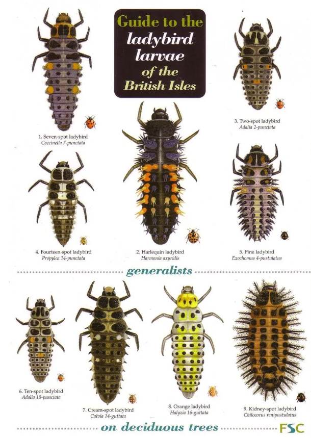 Guide to ladybird larvae of the British Isles cover. Shows illustrations of nine ladybird larvae