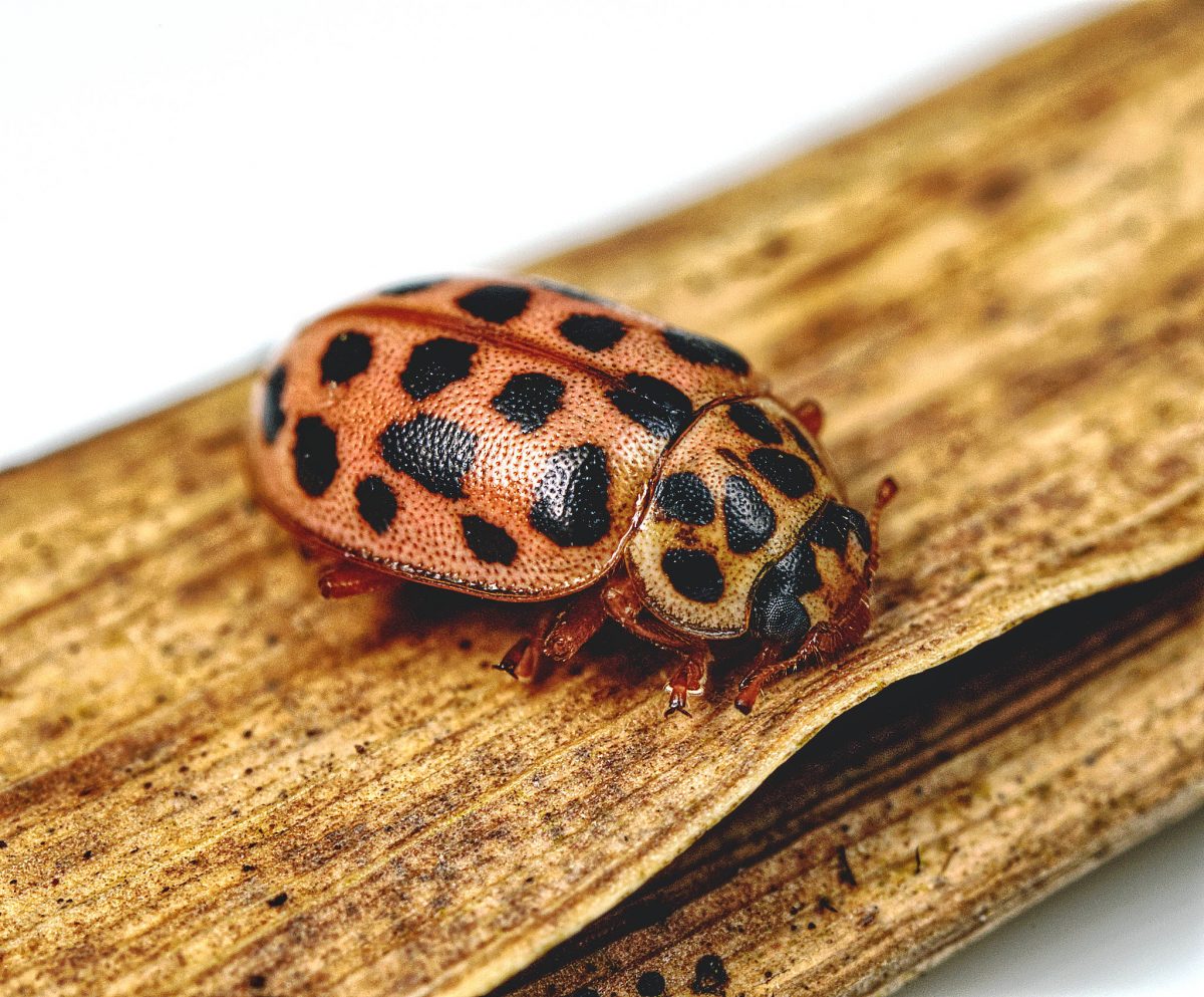 the-nhbs-guide-to-uk-ladybird-beetle-identification