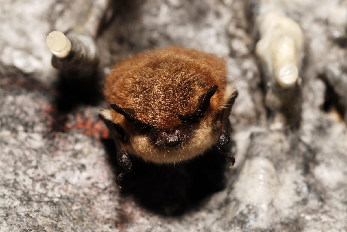 The NHBS Guide to UK Bat Identification