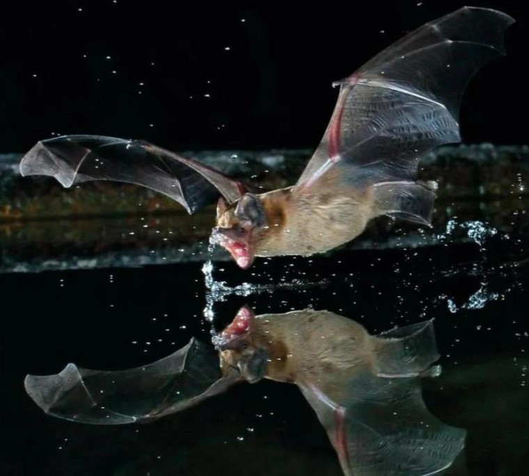 Author Interview: The Handbook of Acoustic Bat Detection