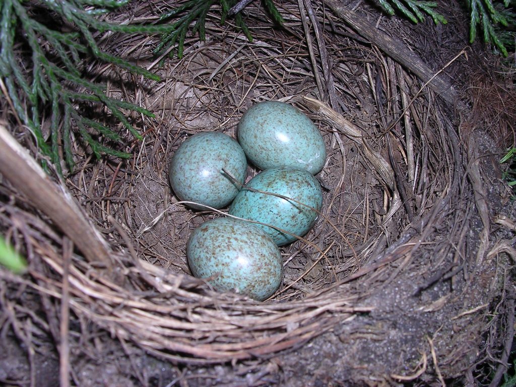 The NHBS Guide to UK Bird Nest Identification – Hoopoe – A blog by nhbs