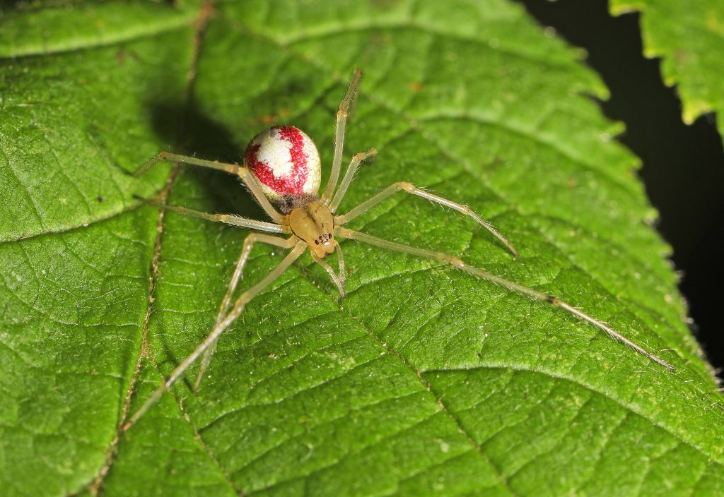 Spider with store white back