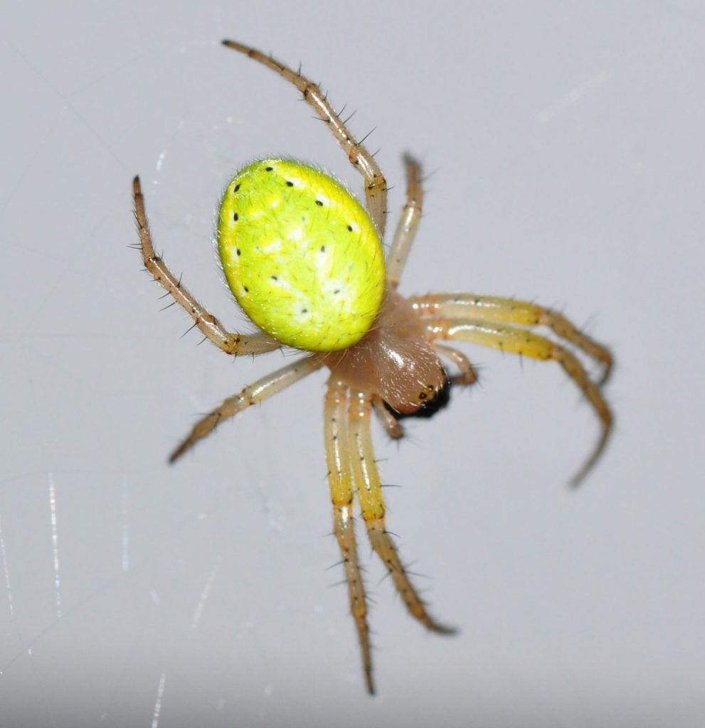 UK Spiders: 21 British Spiders You're Likely To Find At Home