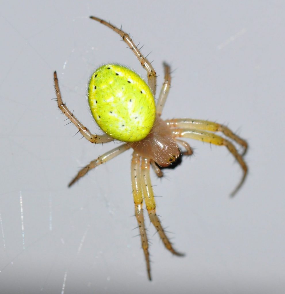 The Definitive List of UK Spiders