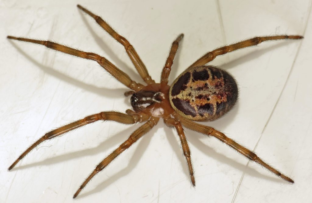 The Definitive List of UK Spiders