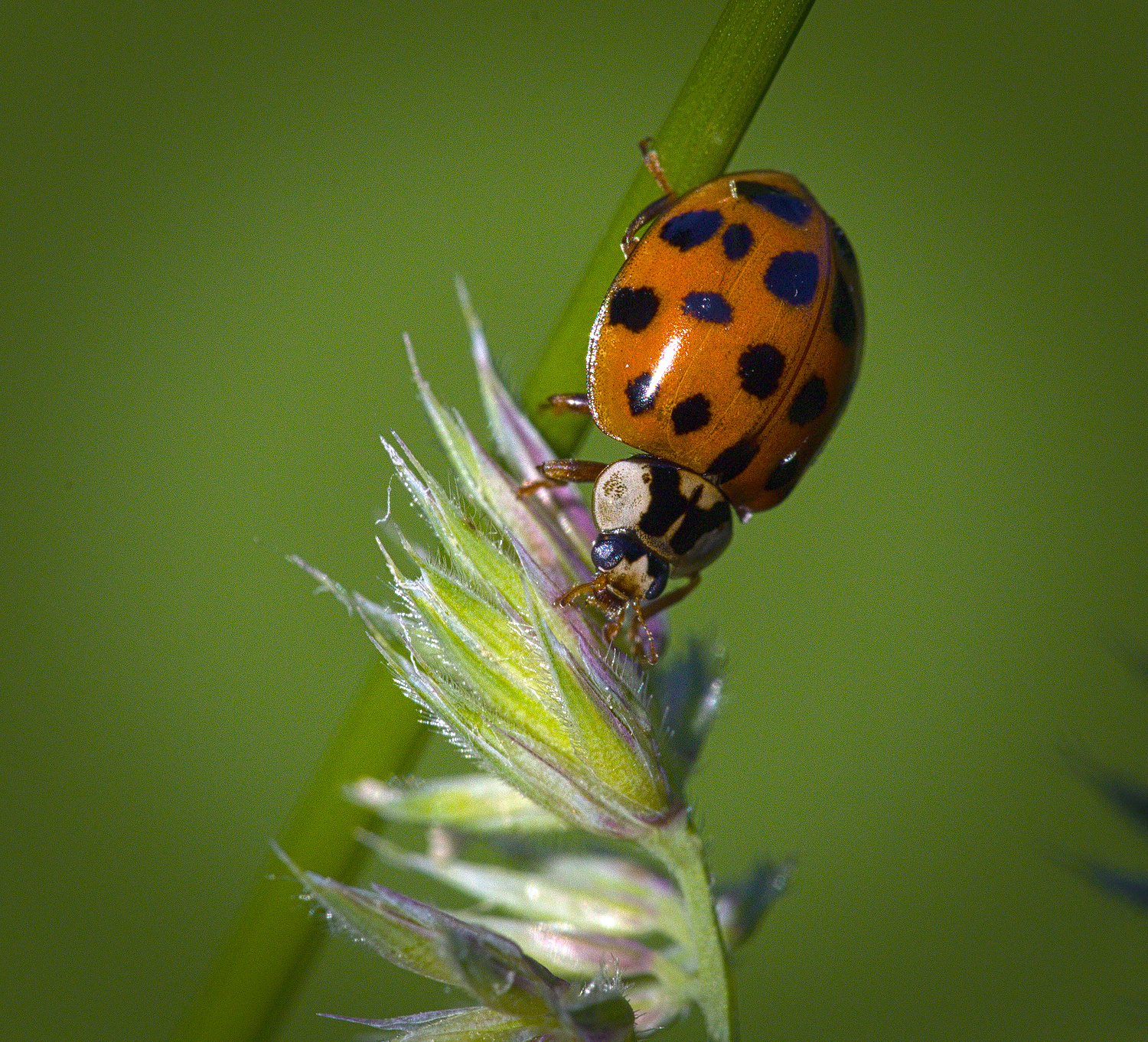 the-nhbs-guide-to-uk-ladybird-beetle-identification