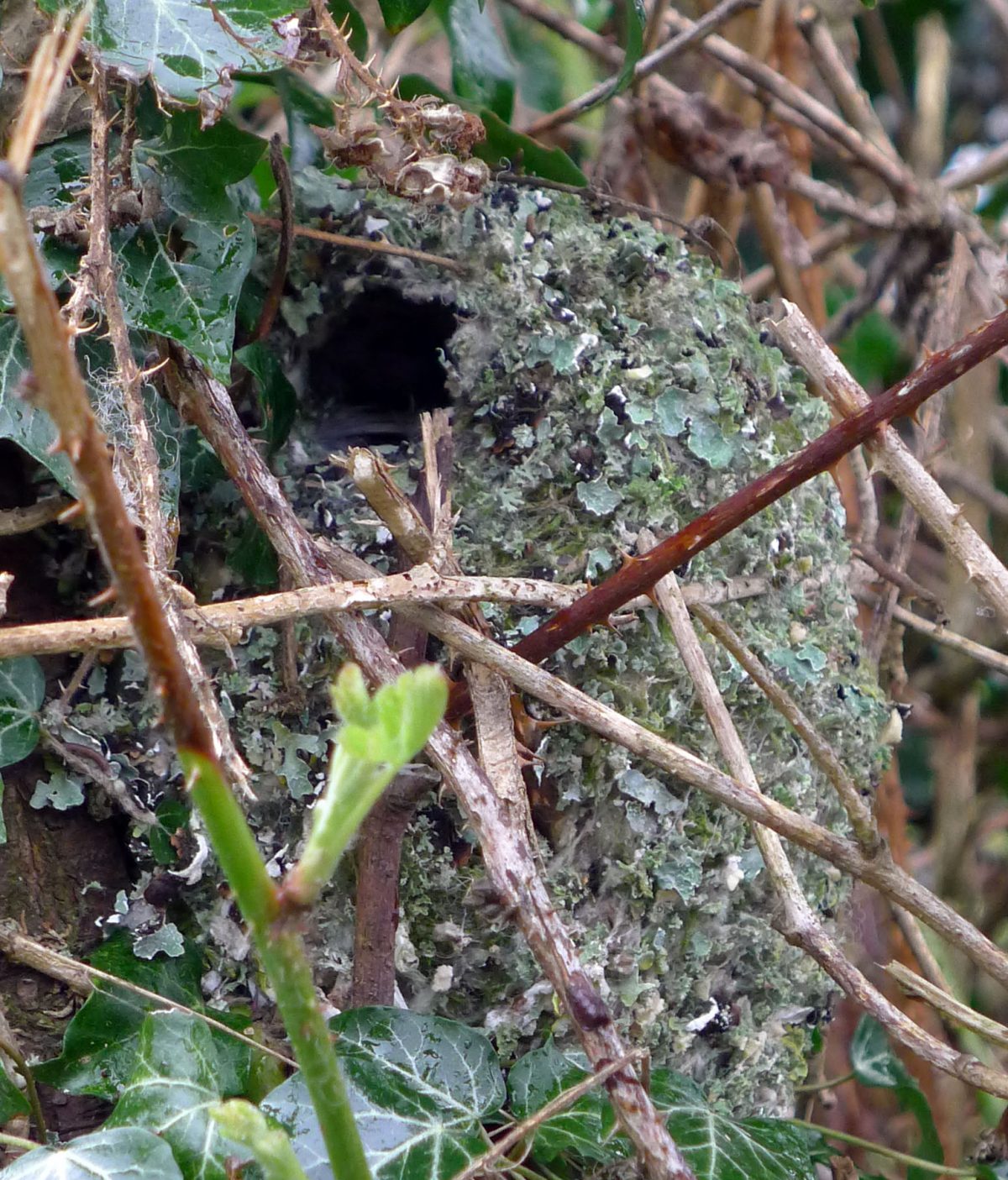 The NHBS Guide to UK Bird Nest Identification