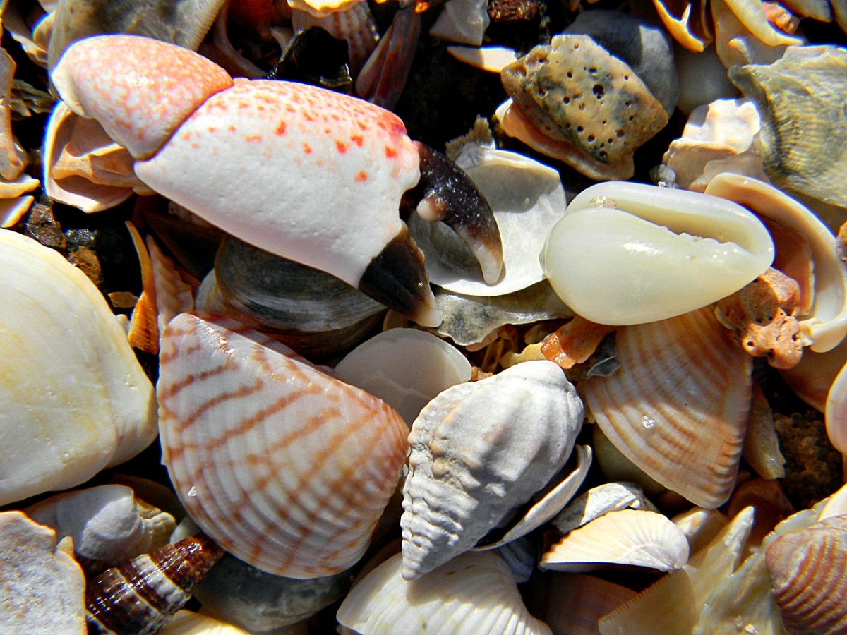The NHBS Guide to Beachcombing