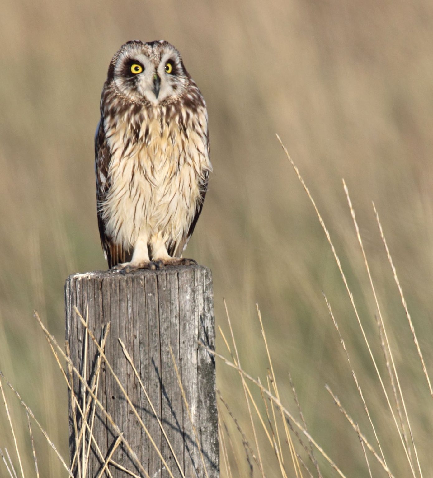 The NHBS Guide to UK Owl Identification