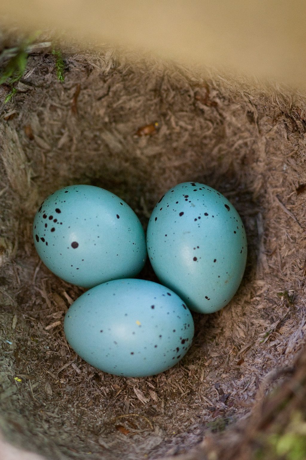 The NHBS Guide to UK Bird Nest Identification