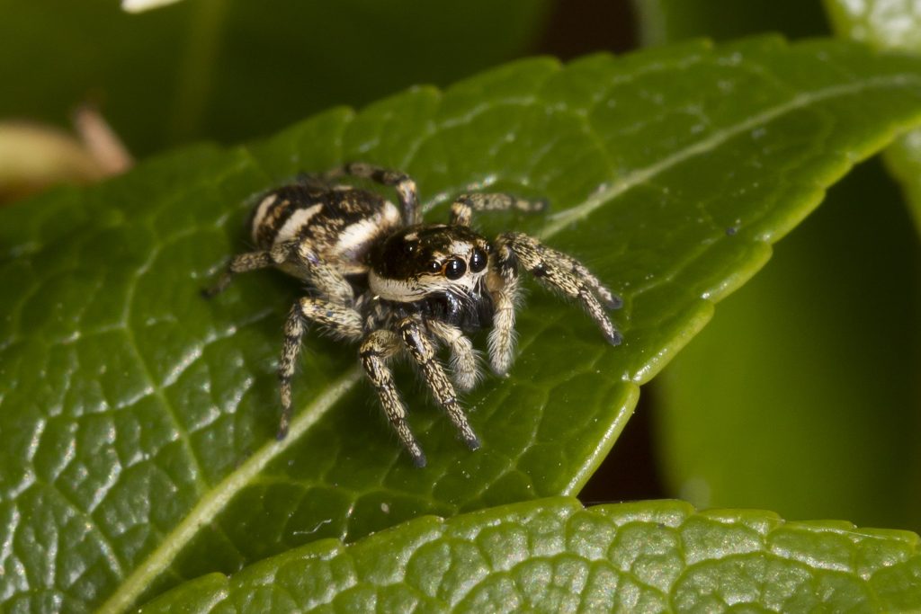 Inside the web: A weekly look at spider species of NEPA - Times Leader