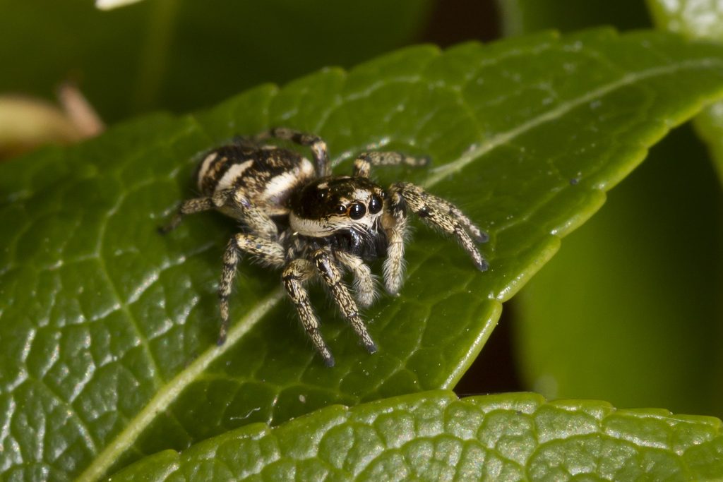 Top 9 Common UK Spiders  Types of Spiders Found in the UK