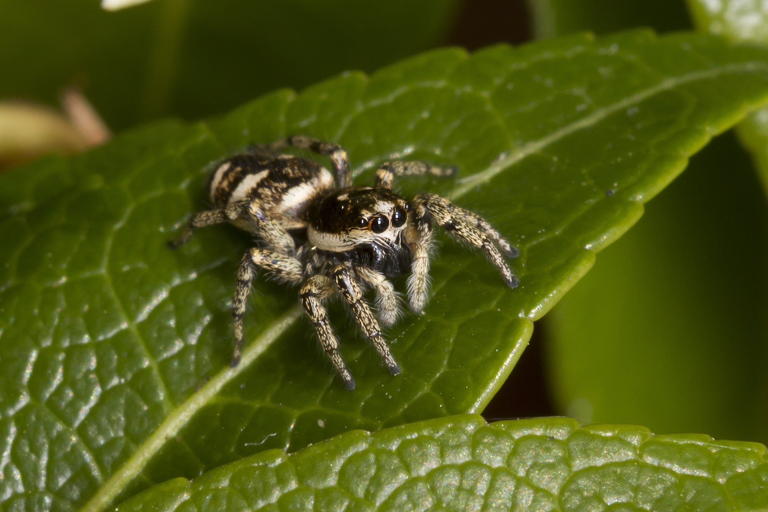 big hairy spider with striped legs - Araneus 