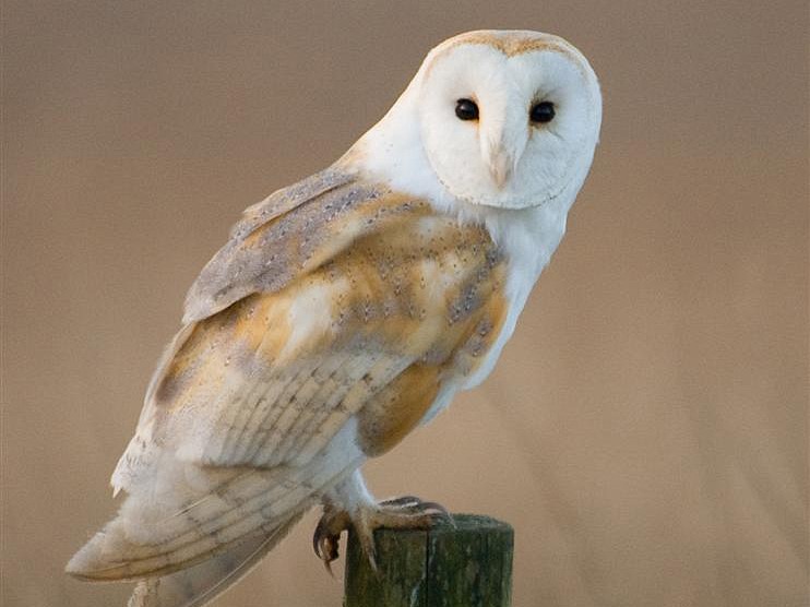 The NHBS Guide to UK Owl Identification