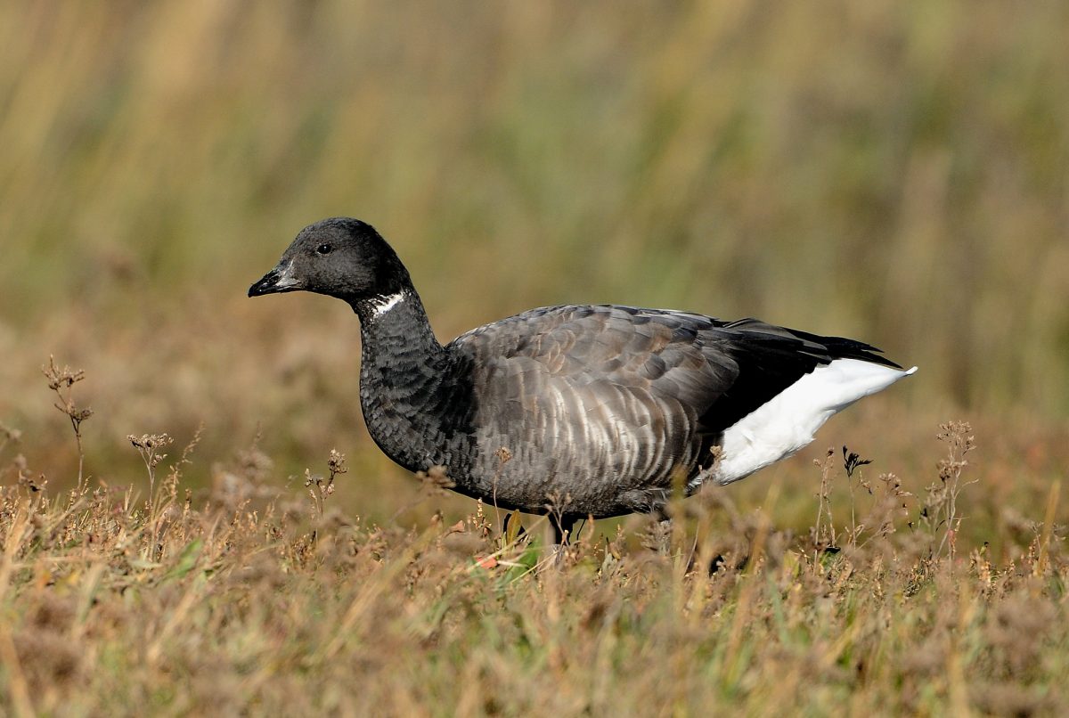 The NHBS Guide to UK Goose Identification