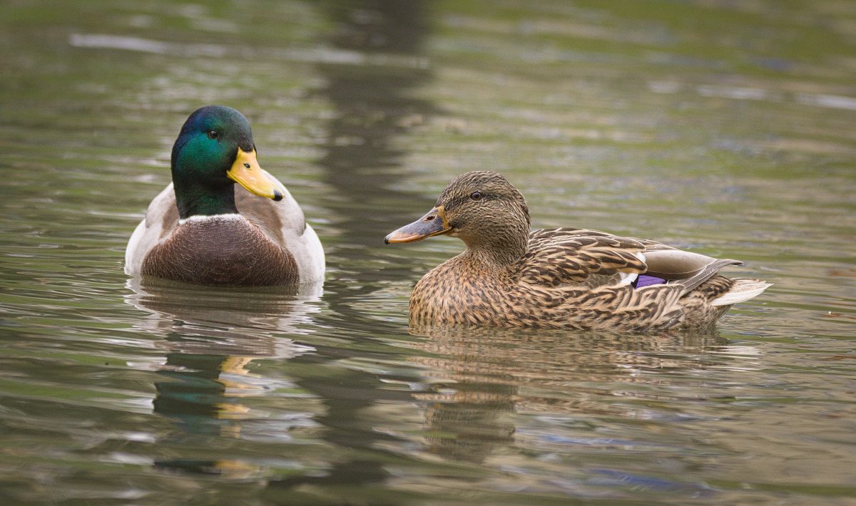 The NHBS Guide to UK Duck Identification