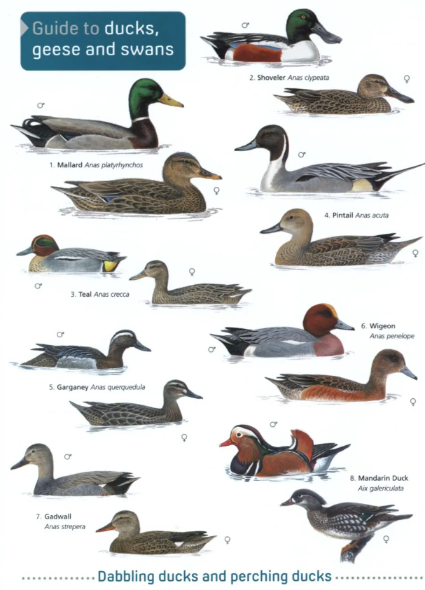 ID guide to ducks showing 16 illustrations in male and female form