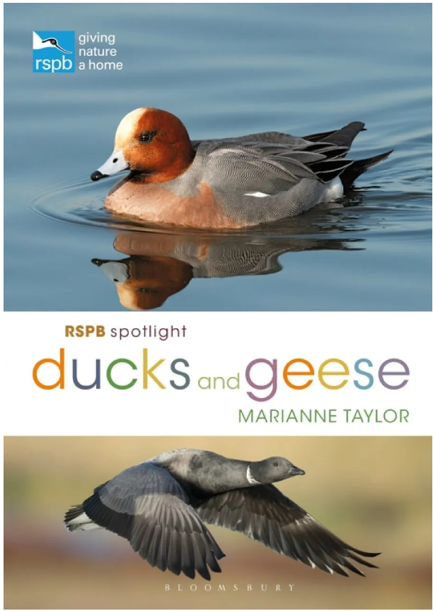 Front cover of RSPB spotlight on ducks and geese, shows two geese on the cover. One is in flight and one is on the water.