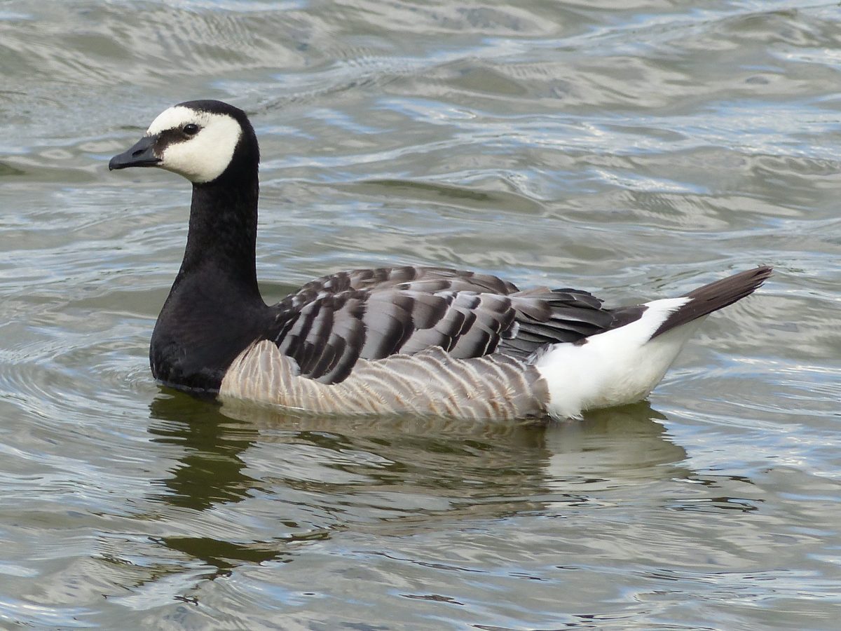 The NHBS Guide to UK Goose Identification