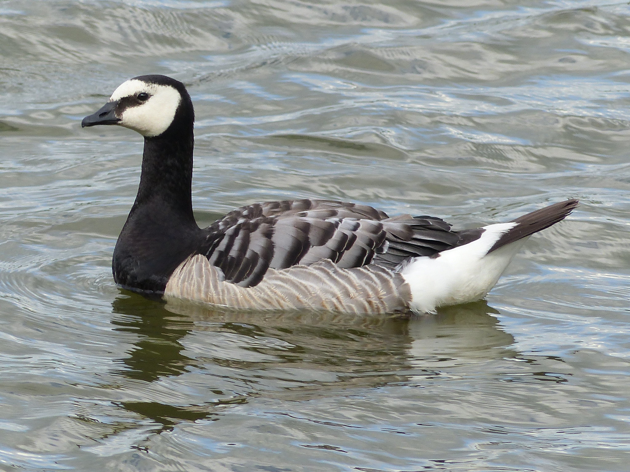 The NHBS Guide to UK Goose Identification – Hoopoe – A blog by nhbs