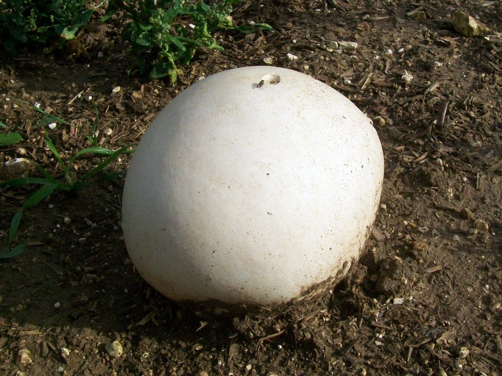 Puffballs On Your Lawn - Dave's Garden