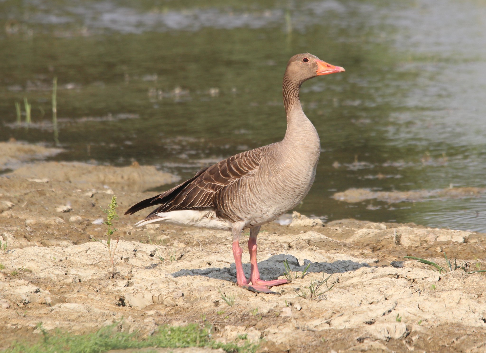 The NHBS Guide to UK Goose Identification