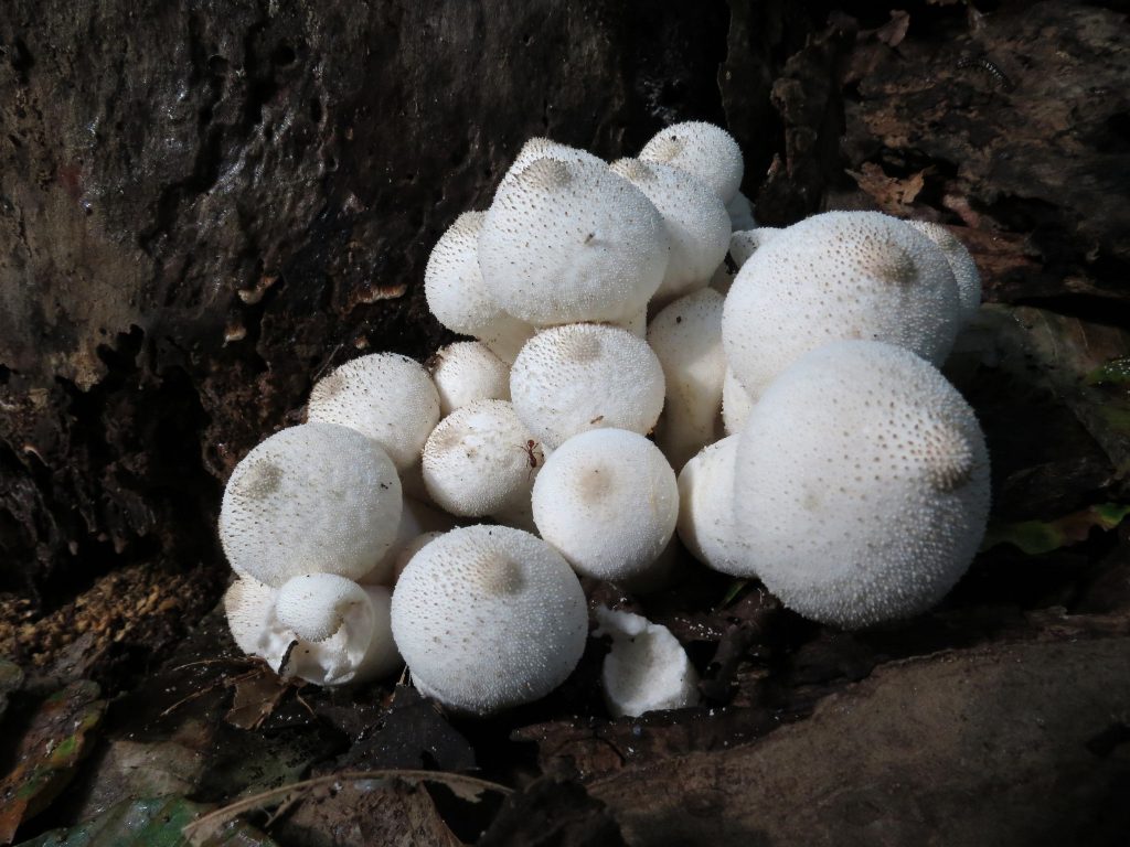 Puffballs On Your Lawn - Dave's Garden