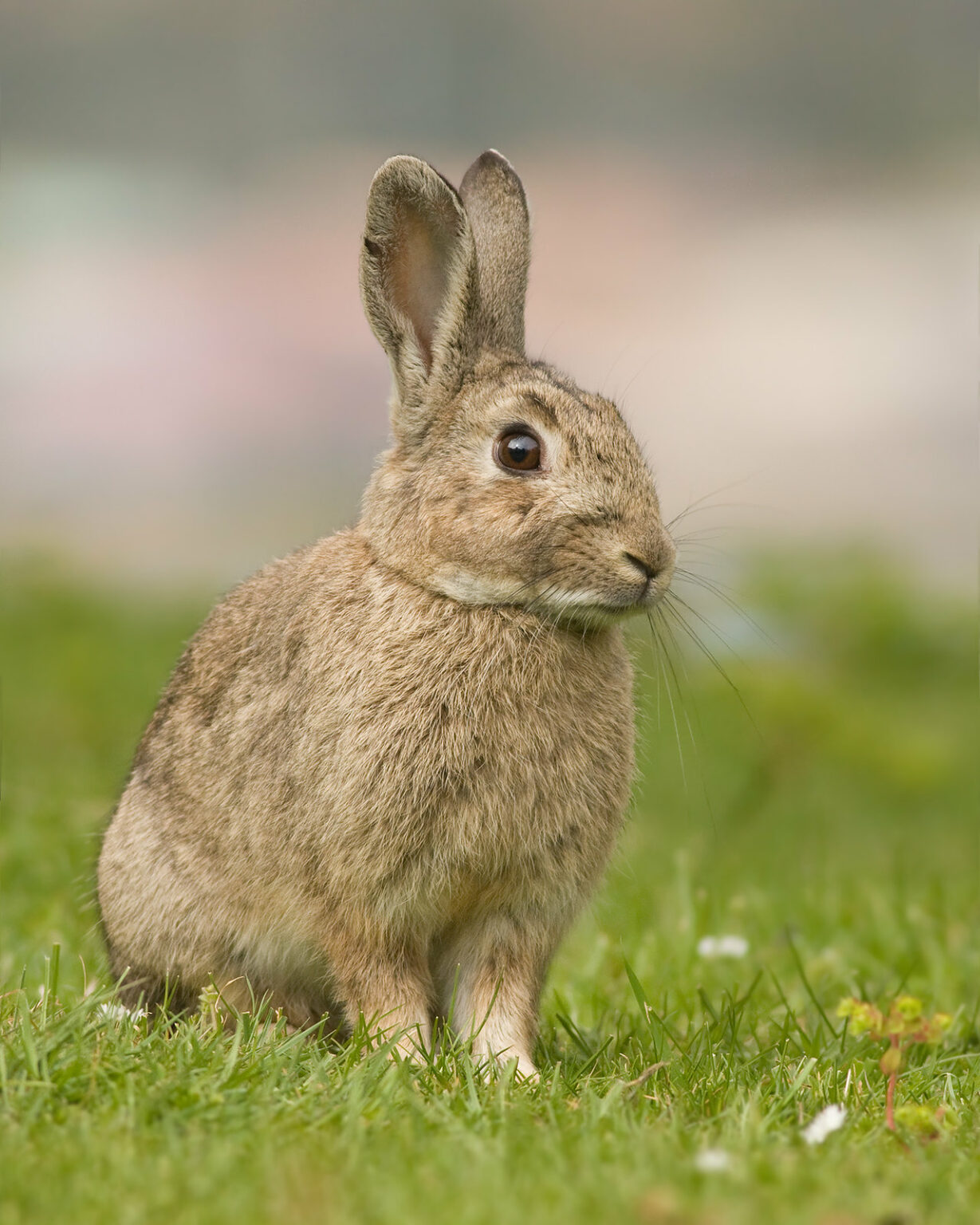 The NHBS Guide to UK Rabbit and Hare Identification