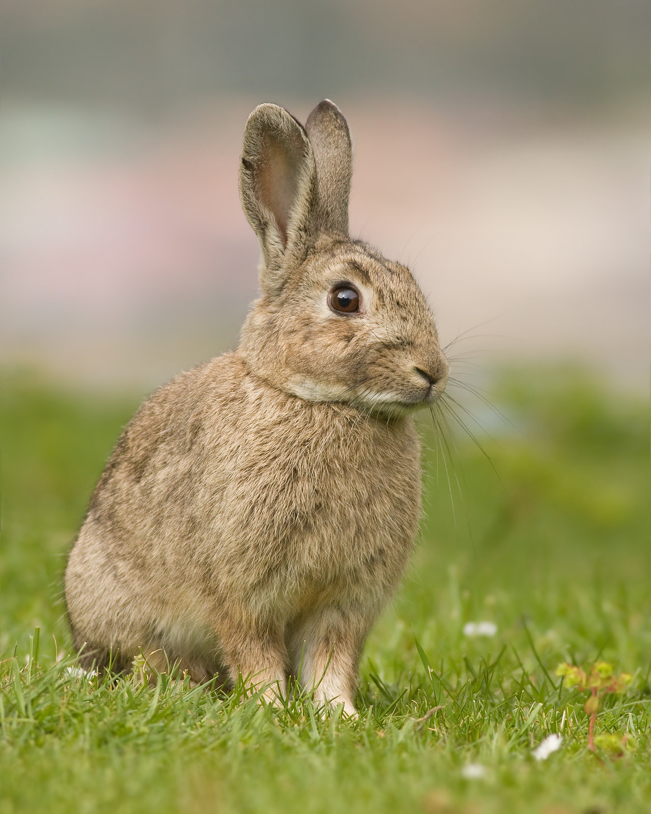 The NHBS Guide to UK Rabbit and Hare Identification