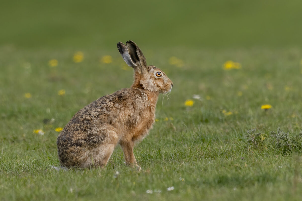 The NHBS Guide to UK Rabbit and Hare Identification