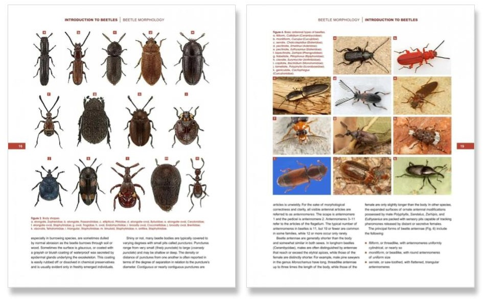 Author Interview With Arthur V Evans Beetles Of Western North America