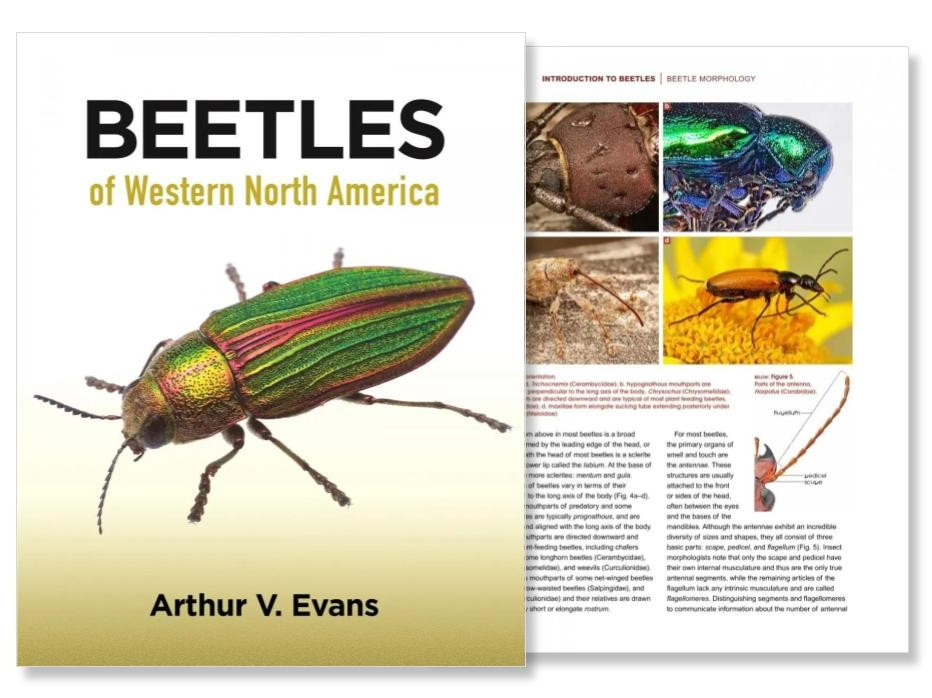 Author Interview with Arthur V. Evans: Beetles of Western North America