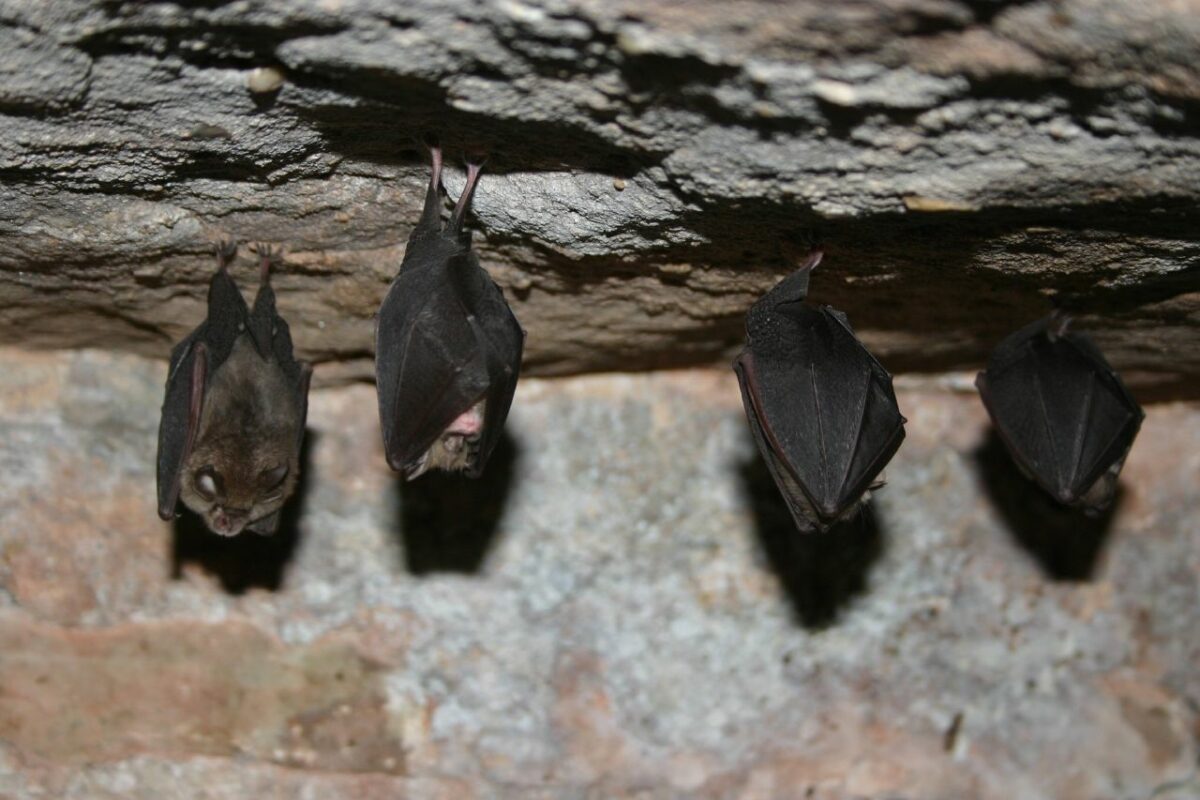 Bat Conservation Trust – National Bat Conference