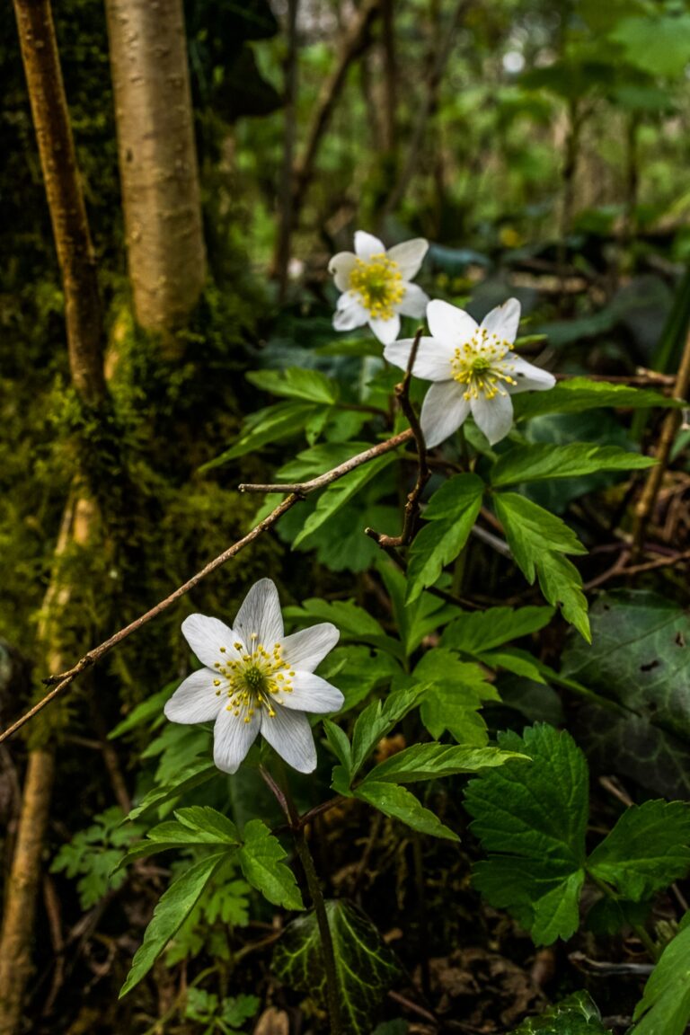The NHBS Introduction to Habitats Woodland