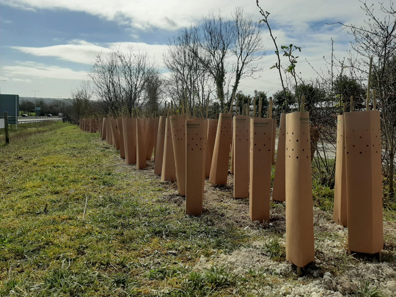 Cardboard tree guards a suitable and sustainable alternative to plastic?