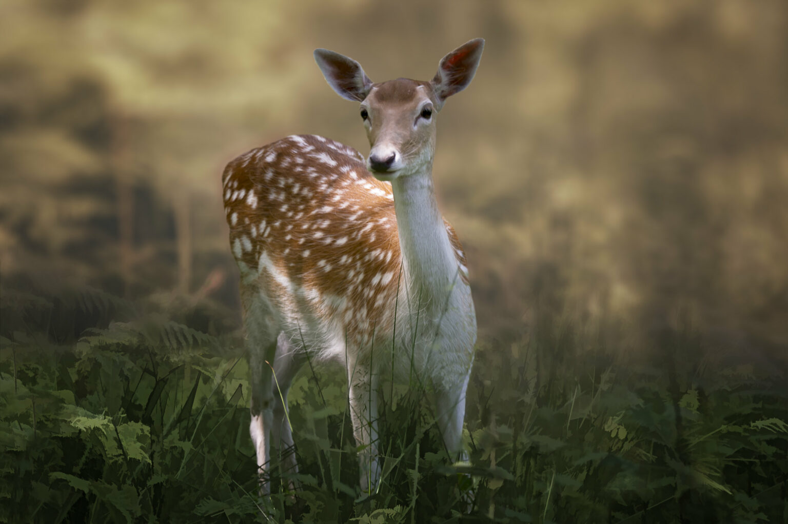 The NHBS Guide to UK Deer Identification