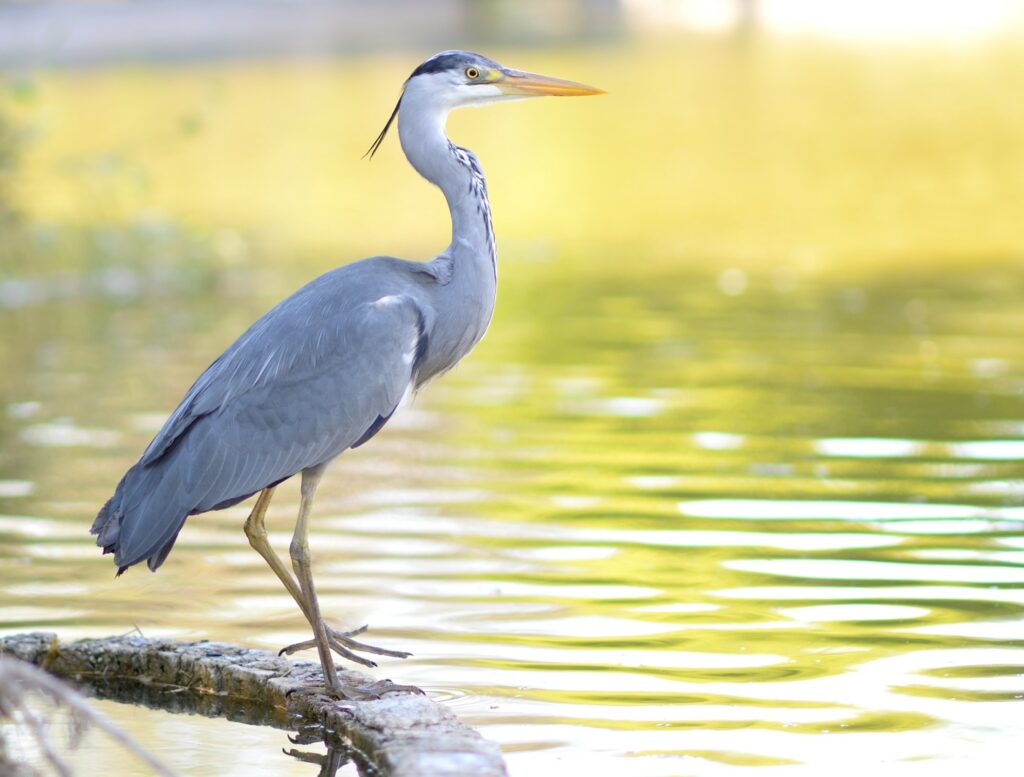 Which White Bird Is That?! Is It An Egret? Or A Heron? Or..?