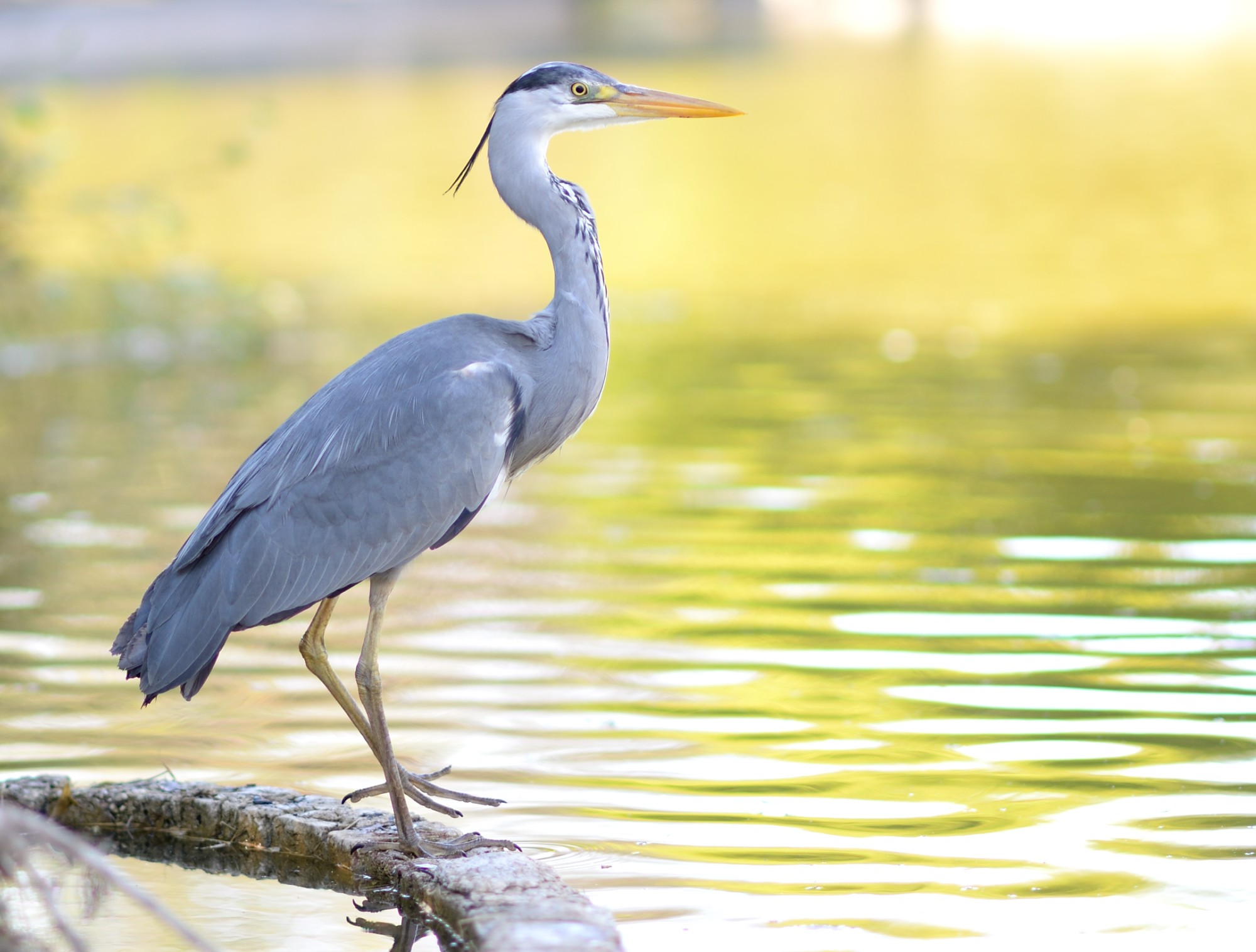 Identification Keys and Tips - White Egrets and Herons