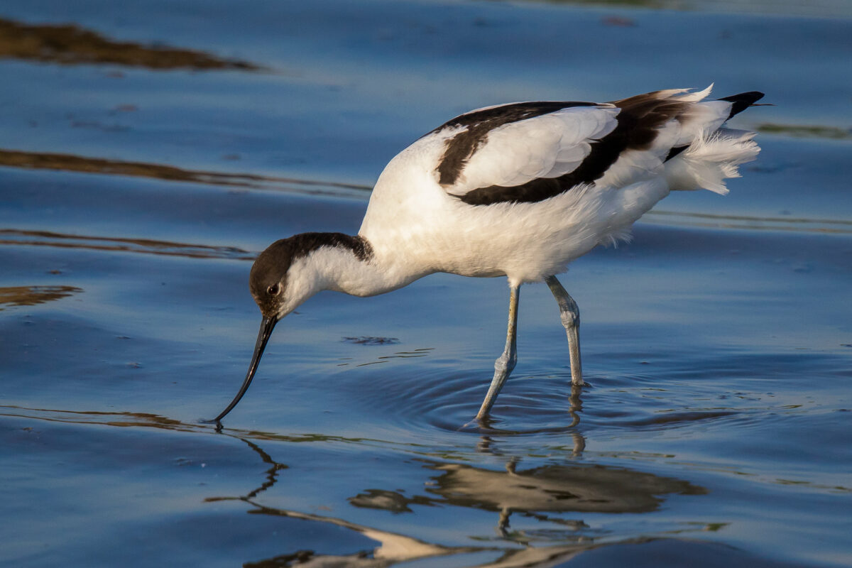 The NHBS Guide to UK Wader Identification