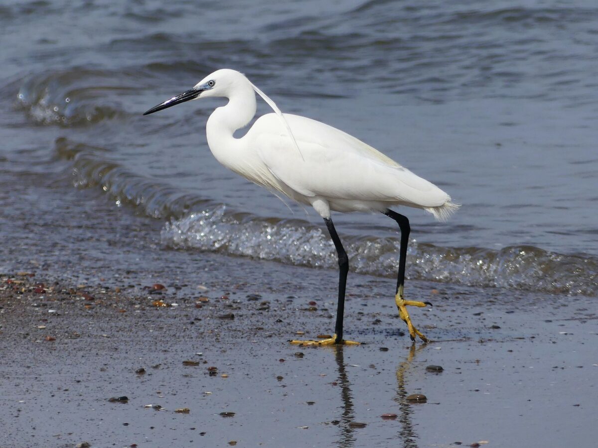 The NHBS Guide to UK Heron, Egret and Bittern Identification