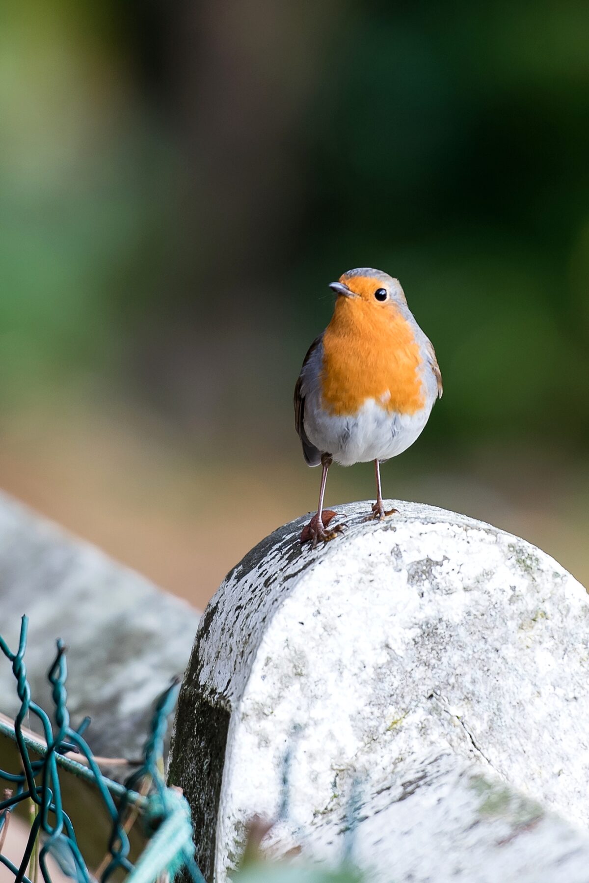 The NHBS Guide to UK Chat and Flycatcher Identification