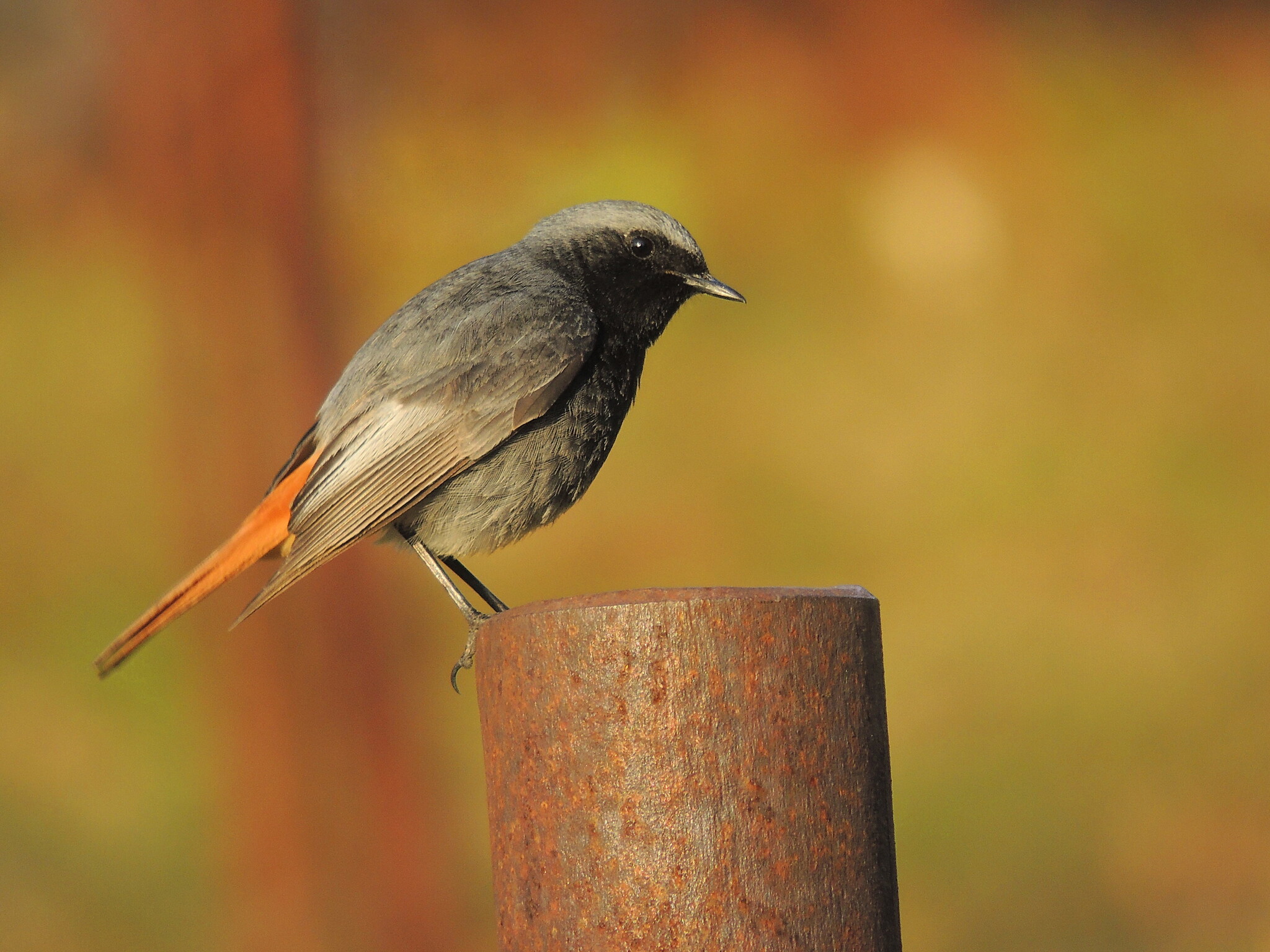 The NHBS Guide to UK Chat and Flycatcher Identification