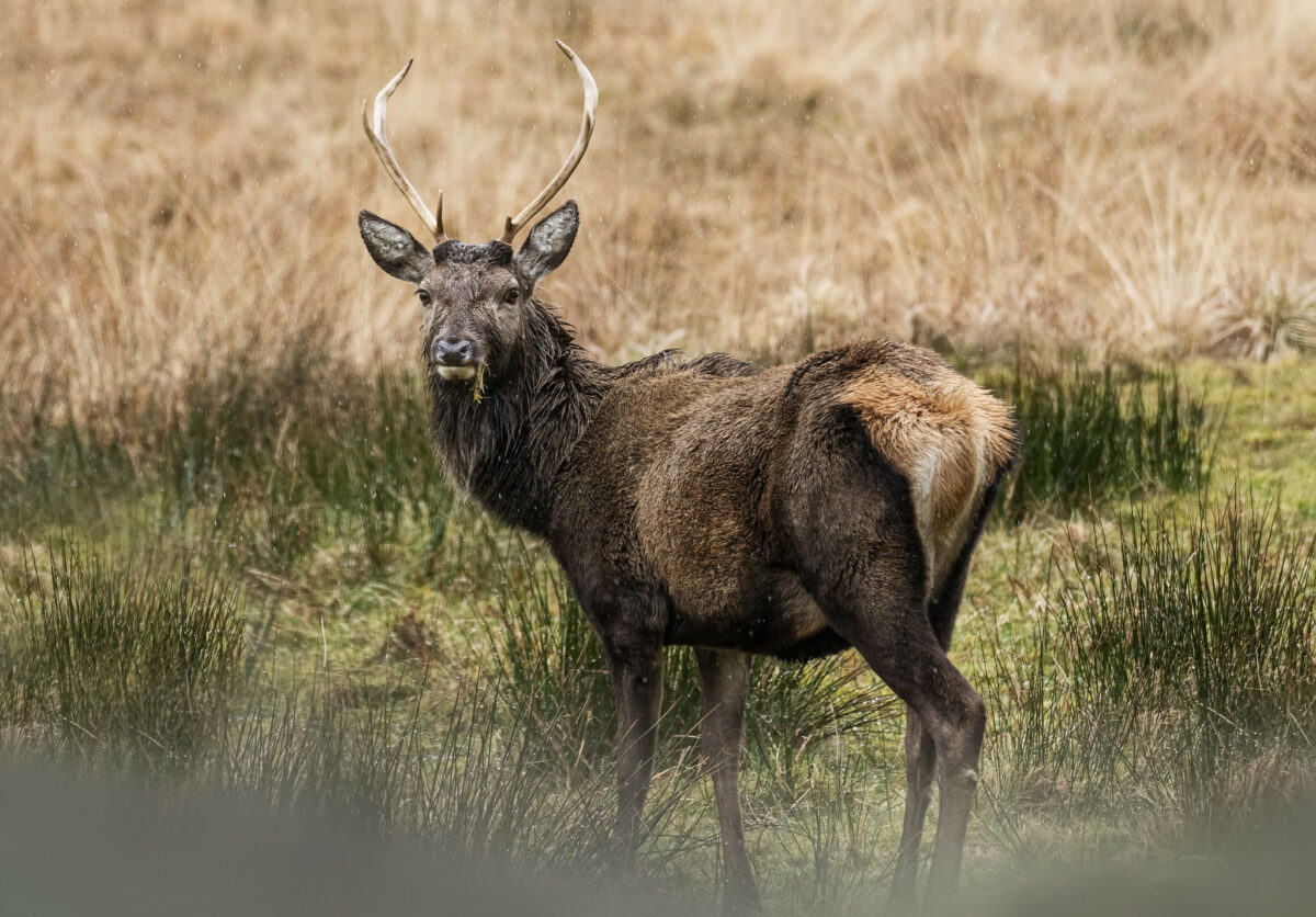 The NHBS Guide to UK Deer Identification