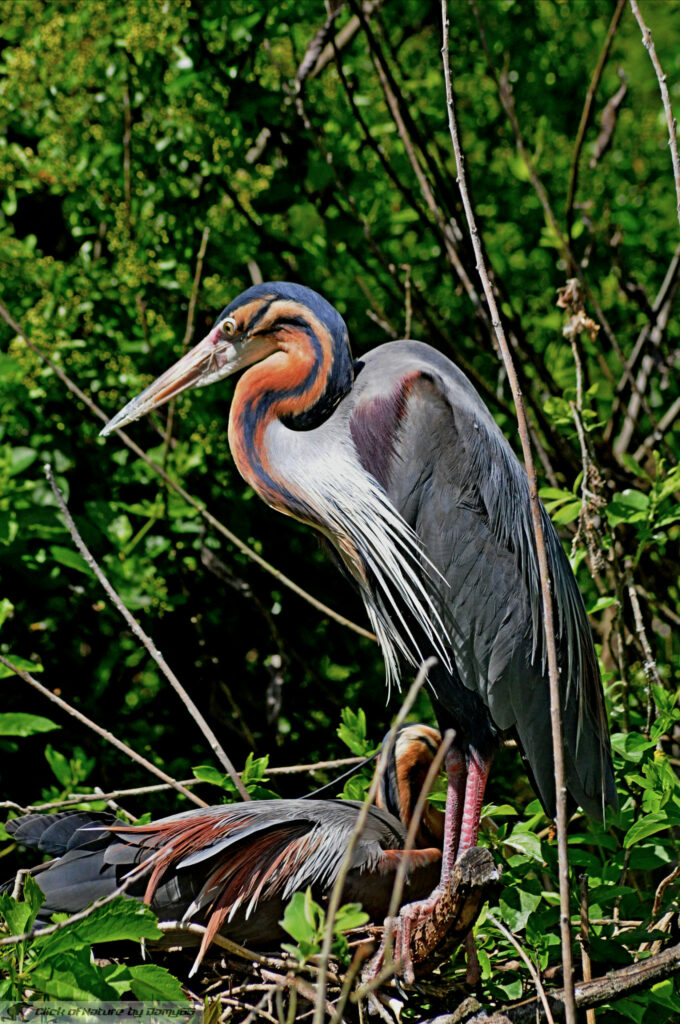 Identification Keys and Tips - White Egrets and Herons