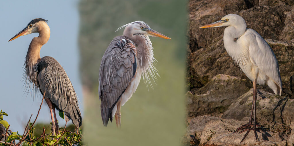 Identification Keys and Tips - White Egrets and Herons