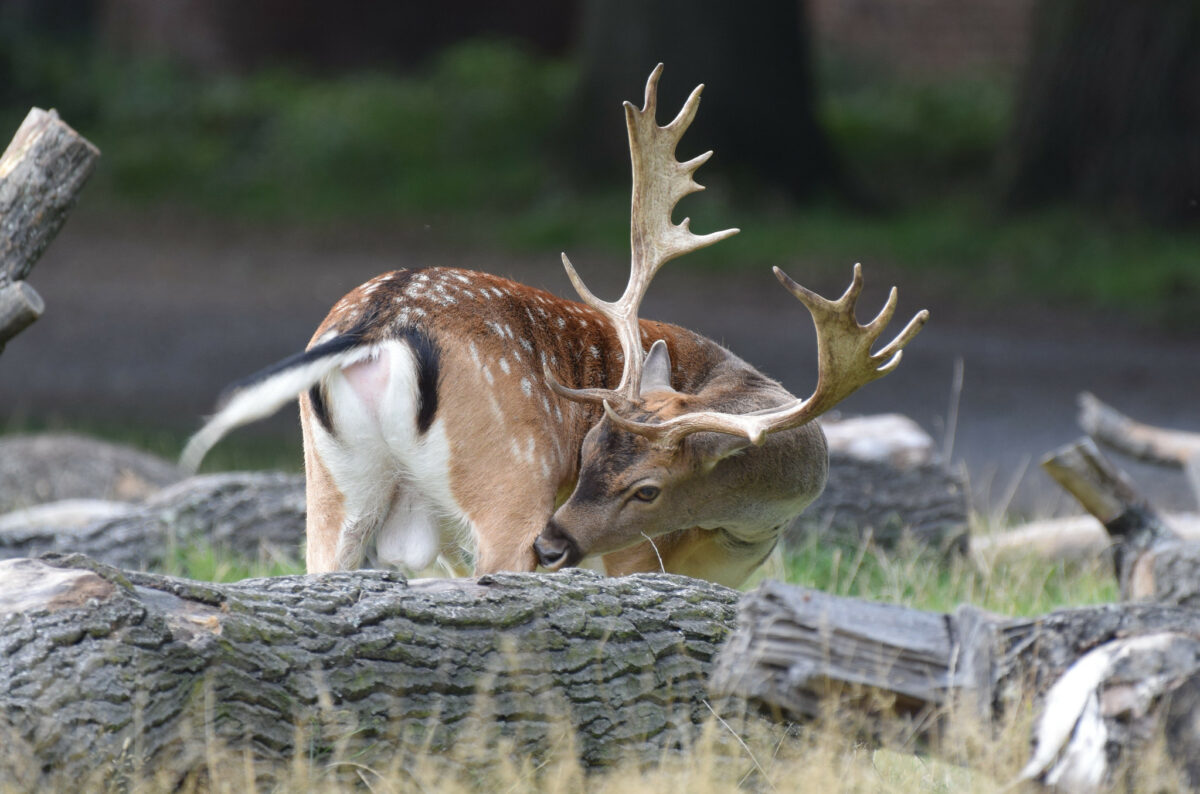 The NHBS Guide to UK Deer Identification