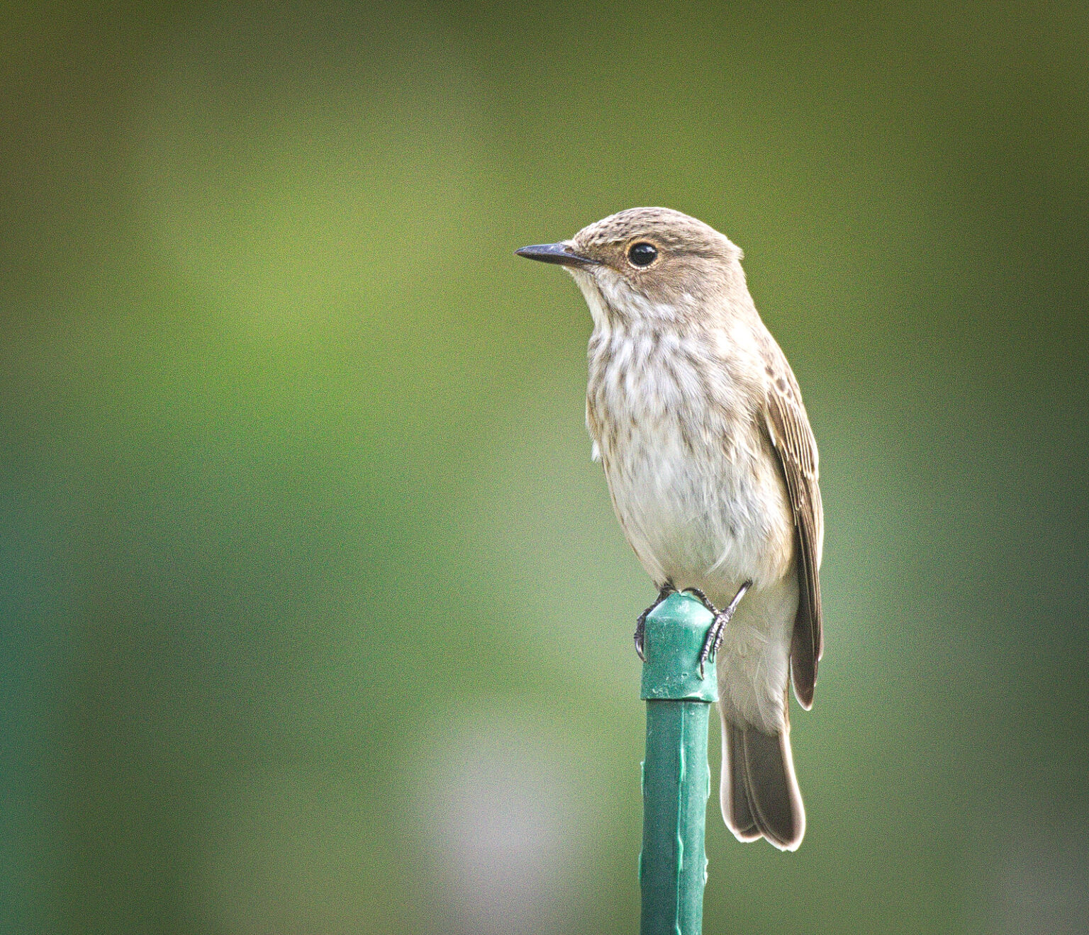 The NHBS Guide to UK Chat and Flycatcher Identification