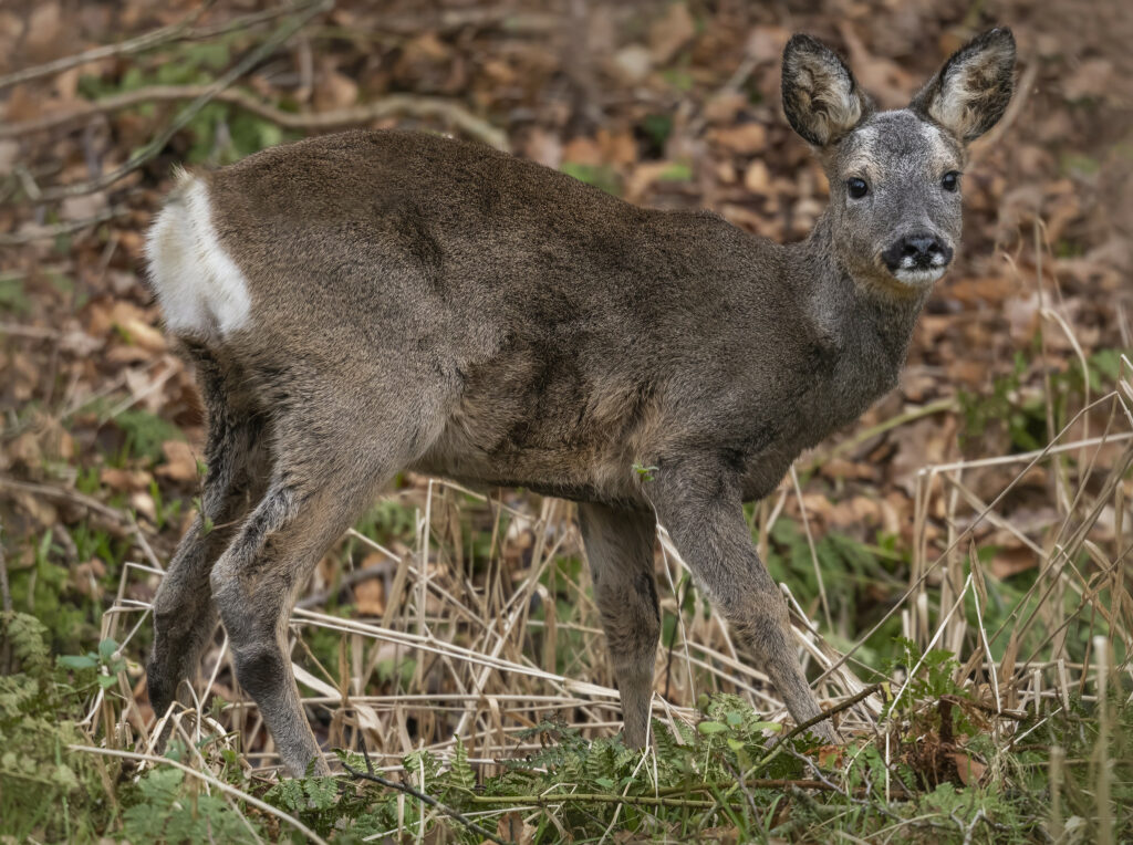 The NHBS Guide to UK Deer Identification