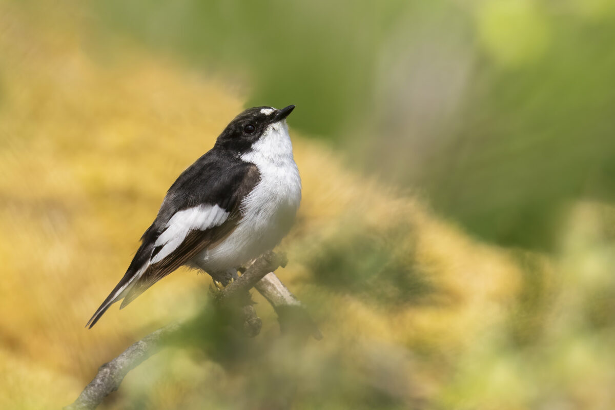 The NHBS Guide to UK Chat and Flycatcher Identification
