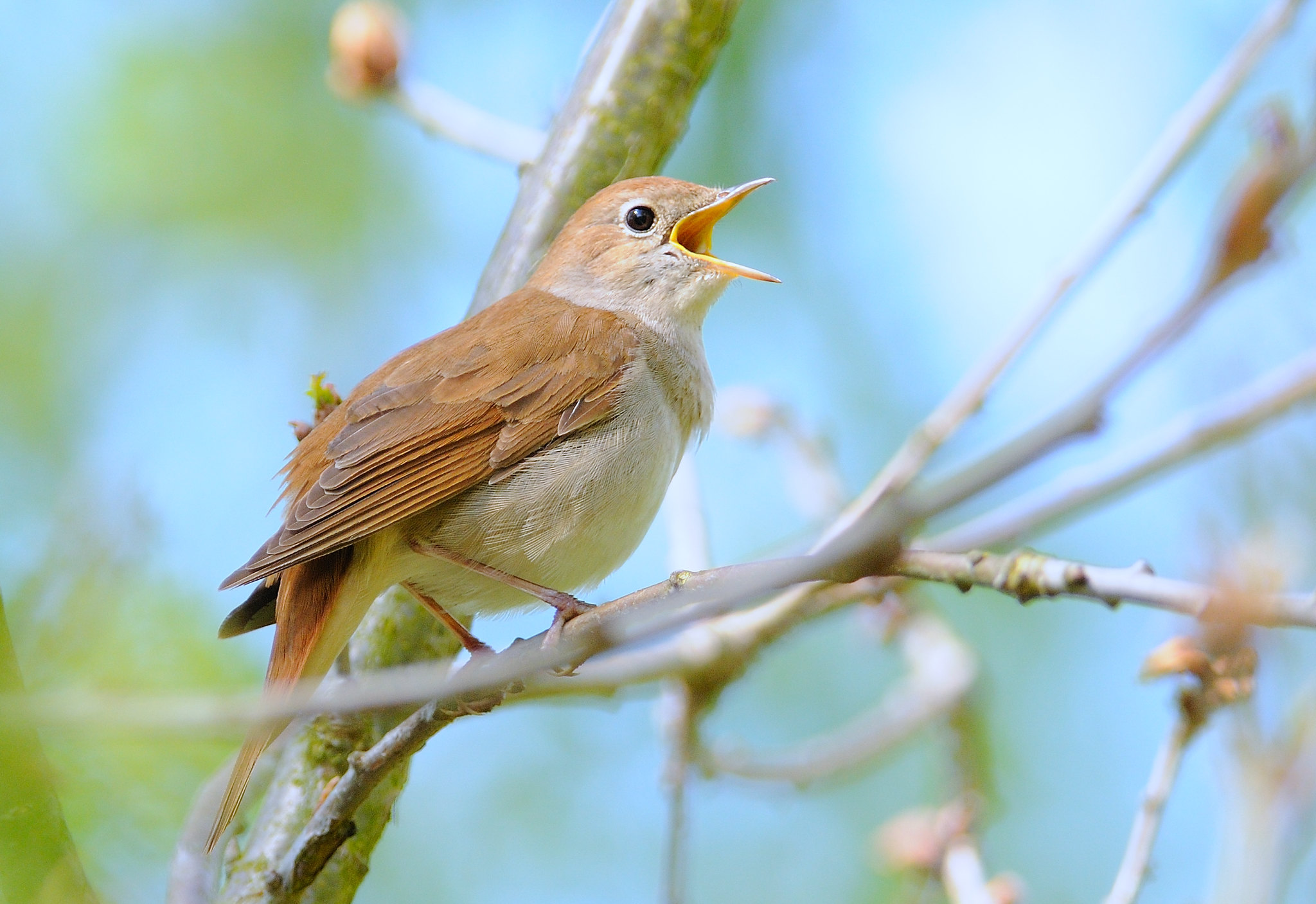 Nightingale (Luscinia megarhynchos) 